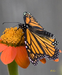 Monarch 7900